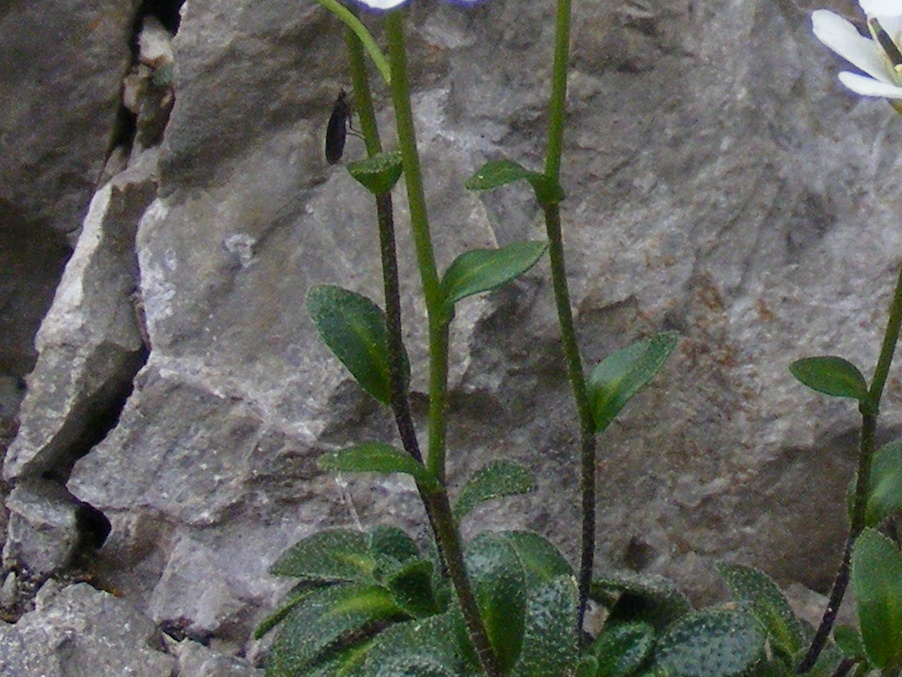 Le rupi fiorite del Garda